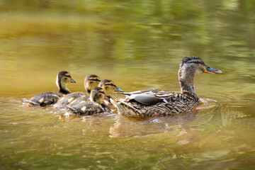 duck and ducklings