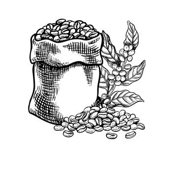 A bag full of coffee beans. A handful of coffee beans and a branch of a coffee tree with fruits. Black and white vector illustration. For packaging and labels. For banners, flyers, menus and posters.