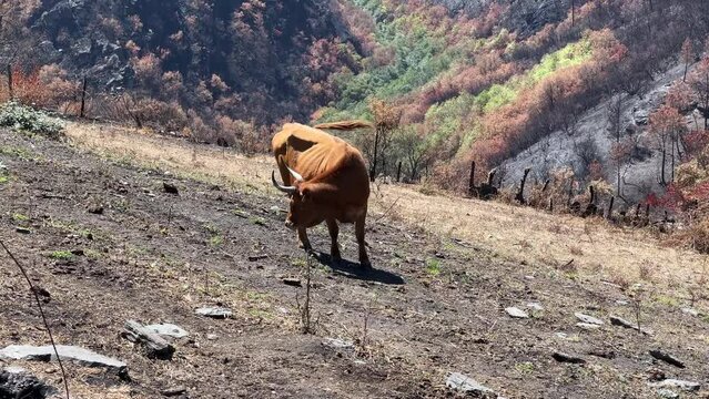 Vacas marrones descansando sobre tierra quemada. Ganado en prado. Paisaje despu&eacute;s de un incendio. 