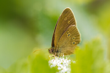Fototapeta premium butterfly on leaf