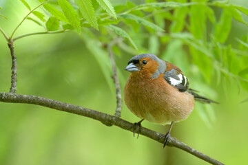 finch on a branch