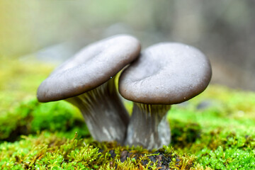 Brown hats of oyster mushrooms growing on green moss. Wild forest mushrooms close-up.