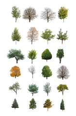Single large trees standing shapes cut-out backgrounds 3d render png