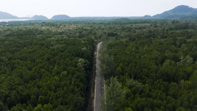 Aerial view of mangrove forest in tropical rainforest