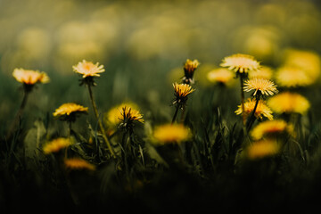 Spring Tulip Crocus Blossom Flower