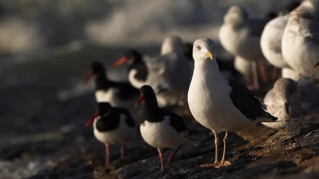 A lesser black-backed gull (Larus fuscus) standing on a breakwater with other gulls and oystercatchers in the backround