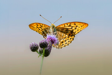 butterfly on flower