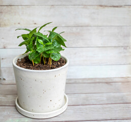 Green Coffee plant in a white pot on wooden  background 