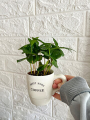 Hand Holding Green Coffee plant in a small cup vase 