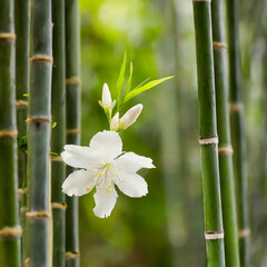 곧게 뻗은 대나무 숲 대나무에 하얀 꽃이 한송이 피어난 모습