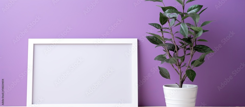 Poster a magenta flowerpot with a houseplant on a rectangular table in front of a purple wall, adding a tou
