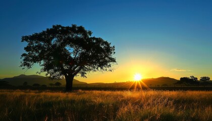 Fototapeta na wymiar Tree in Field With Sunset Background