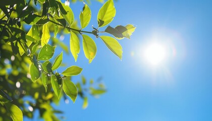 Sun Shining Through Tree Leaves