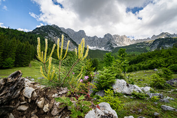 Wunderschöne grüne Naturlandschaft bei einer Alm am Wilden Kaiser Gebirge in Tirol.