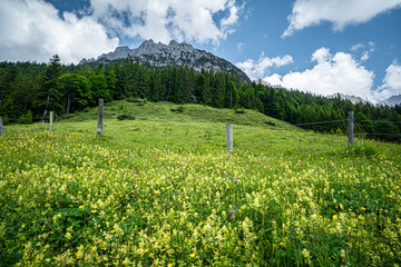 Herrliche Natur in den Alpen - Alm mit vielen blühenden Wiesenblumen