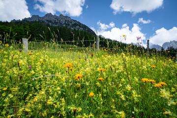 Herrliche Natur in den Alpen - Alm mit vielen blühenden Wiesenblumen