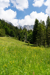 Herrliche Natur in den Alpen - Alm mit vielen blühenden Wiesenblumen, Aufnahme im Hochformat.