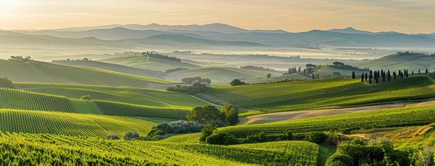Foto op Canvas vineyards and lush green fields in the countryside during the vibrant summer season, offering a panoramic view that evokes a sense of tranquility and natural beauty. © lililia