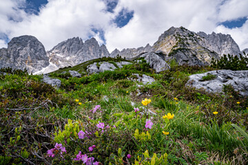 Wandern im Hochgebirge - bunte Blumen bl&uuml;hen auf den kargen Felsen direkt am Wilden Kaiser in Tirol.