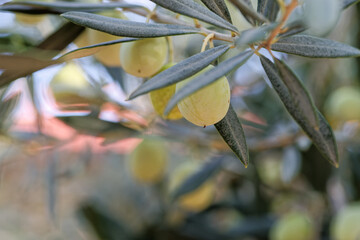 Olives hanging on olive tree