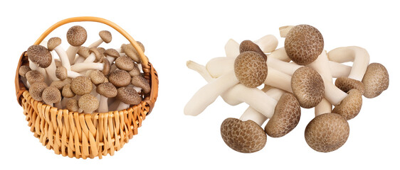 Brown beech mushrooms or Shimeji mushroom in wicker basket isolated on white background with full depth of field.