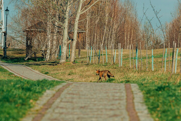 Wild fox on brick wall in Poland - 768238422