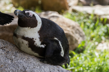 Fototapeta premium Relaxing Penguin on Rock
