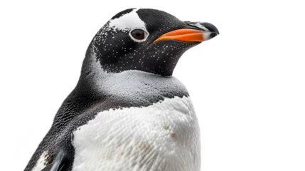 Photo sur Aluminium Antarctique Penguin with a Cunning Glint