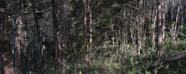 Fototapeta premium Pines forest