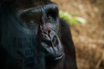 Gorilla Left Side Relaxing with Expression