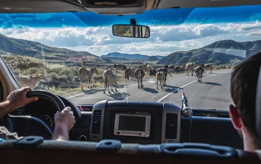 Fotobehang Cows on a road in Samtskhe-Javakheti region, Georgia © Fotokon
