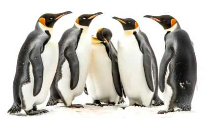 Gordijnen Playful Interaction Between Penguins © PatternHousePk
