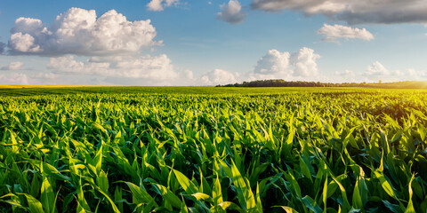 Field of young corn on a sunny day with perfect sky. Ukrainian agrarian region, Europe.