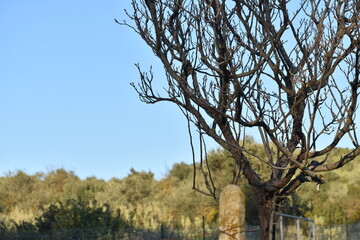 tree in the autumn