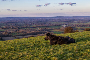A cow in rural Sussex, gazing out over the landscape