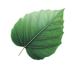 Fototapeta premium Isolated Green Leaf on a Clear PNG Canvas, Generative AI