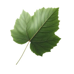 Obraz premium Isolated Green Leaf on a Clear PNG Canvas, Generative AI