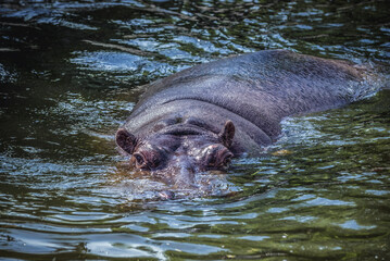 Hippopotamus amphibius in Warsaw Zoological Garden, Poland