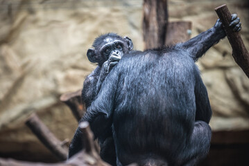 Chimpanzee at Ape House in Warsaw Zoological Garden, Poland