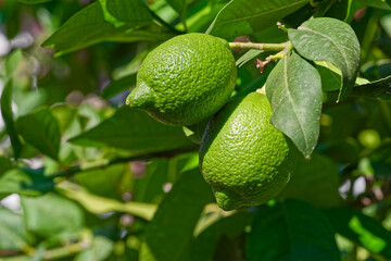 Close-up of green lemon hanging on a tree branch - 768243253