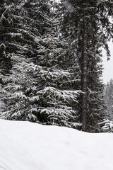 Dragobrat, Ukraine. March 18, 2024 The Carpathians are incredibly beautiful. heavy snow and fog. all the roofs and trees are covered with snow. a place of strength and rest