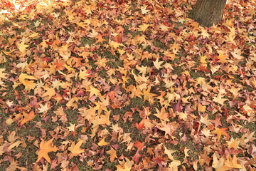 autumn leaves foliage