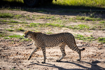 Wildlife Cheetah in Masai Mara