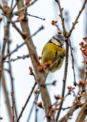 Blue Tit (Cyanistes caeruleus) - Found throughout Europe and parts of Asia