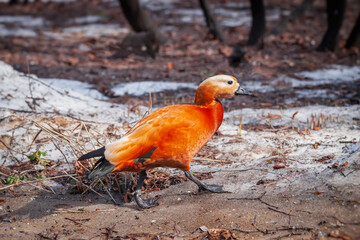 Duck walking on the ground with last snow, arrival of spring concept