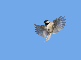 Carolina Chickadee in flight, with wings wide open, against clear blue sky; with copy space - 768248844