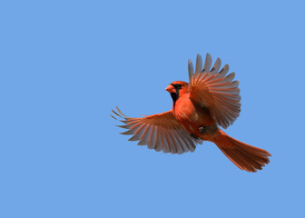 Bright red male Northern Cardinal in flight against clear blue sky, with copy space