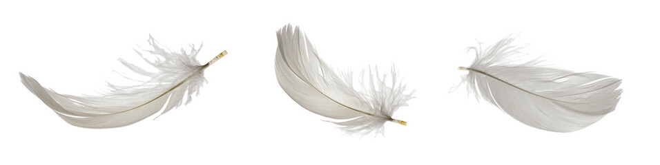 white goose feathers on white isolated background - obrazy, fototapety, plakaty