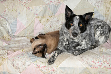 Black and white spotted dog and a Siamese cat comfortably resting next to each other on a couch