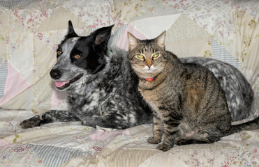 Old brown tabby cat sitting next to a back and white spotted dog on a couch - 768249005